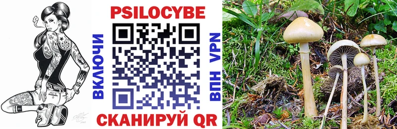 где купить наркотик  Любим  Галлюциногенные грибы Cubensis 